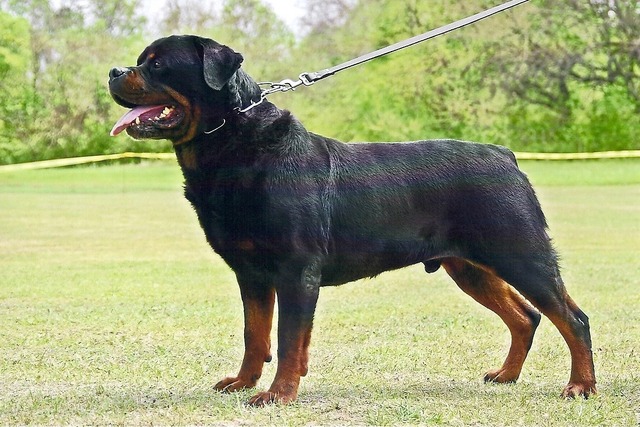 Gir von Hause Milsped winning USRC South Central Regional Siger at 9.5 years old