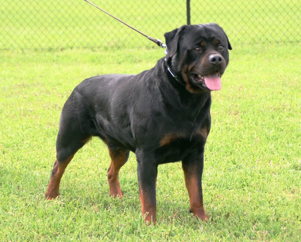 Gir's Jock von Warterr at 3.5 years old