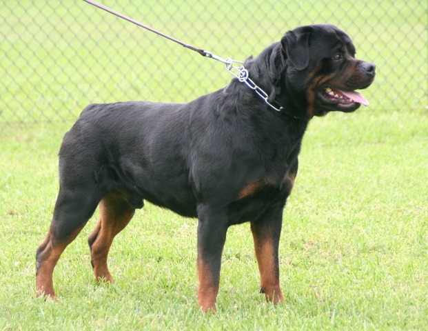 Gir's Jock von Warterr at 3.5 years old