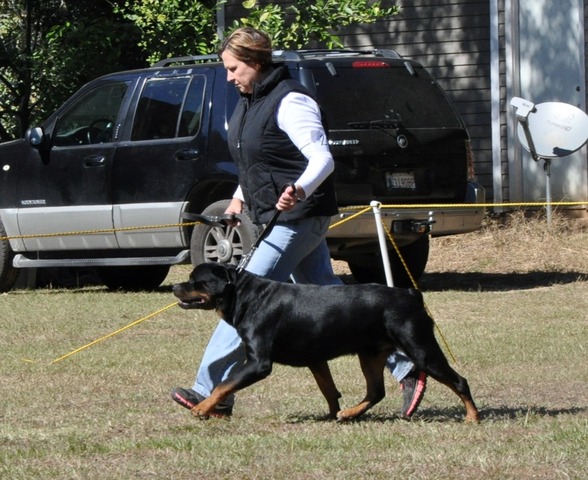 Willi von Warterr at 4 years old going V2 at the SLRK show