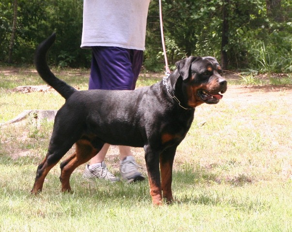 Eyck Schwarze Rott Garde at 4 years old