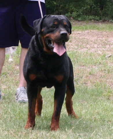 Eyck Schwarze Rott Garde at 4 years old