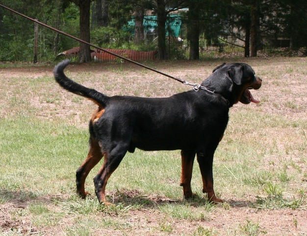 Eyck Schwarze Rott Garde at 4 years old