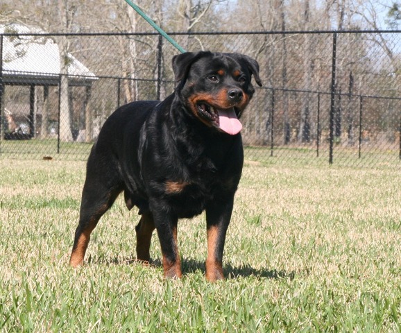 Zana von Junipera at almost 6 years old, February 2012