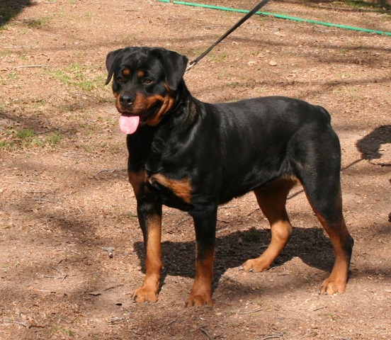 Radiant Raika von Warterr at 15 months old