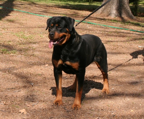 Radiant Raika von Warterr at 15 months old