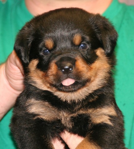 Darija X Gir Navy Collar Female at 4 weeks of age