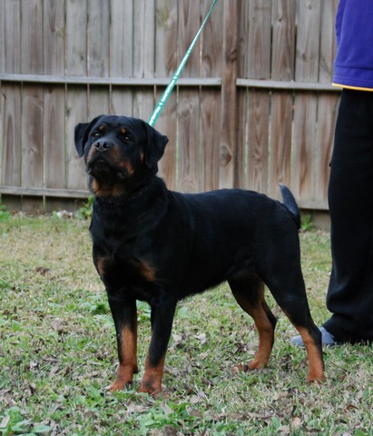 Fiona von Warterr at 13 months old