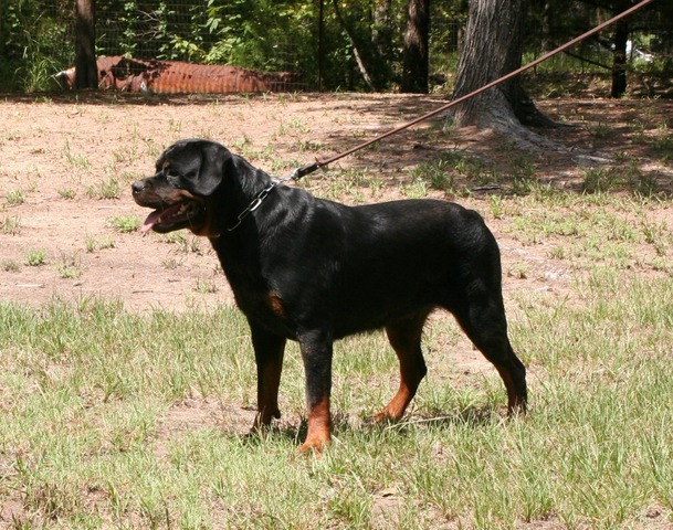 Jaeger von Warterr at one year old