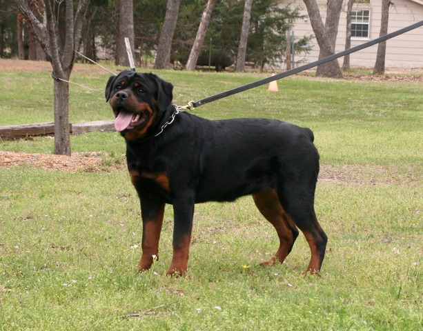 Jaeger von Warterr at 7 months old