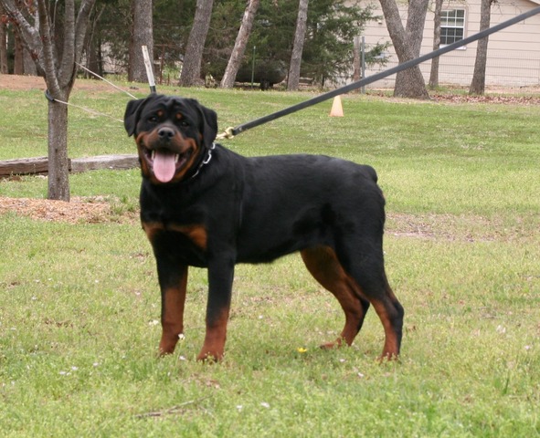 Jaeger von Warterr at 7 months old