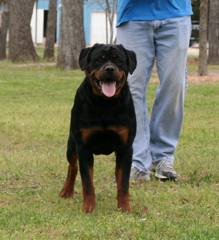 Jaeger von Warterr at 7 months old