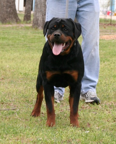 Jaeger von Warterr at 7 months old