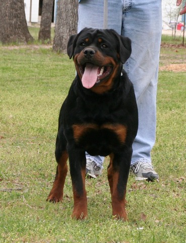 Jaeger von Warterr at 7 months old