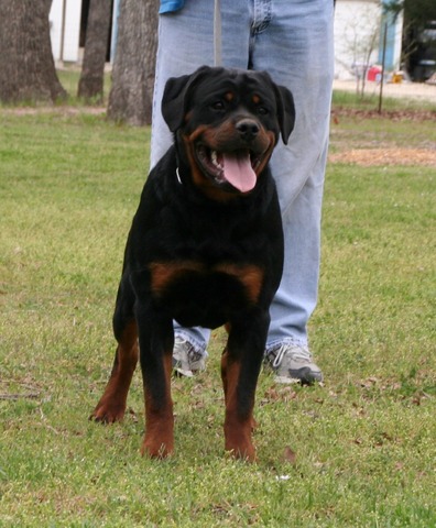 Jaeger von Warterr at 7 months old