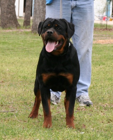 Jaeger von Warterr at 7 months old