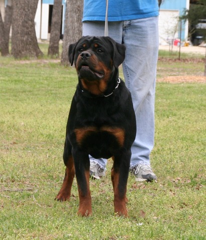 Jaeger von Warterr at 7 months old