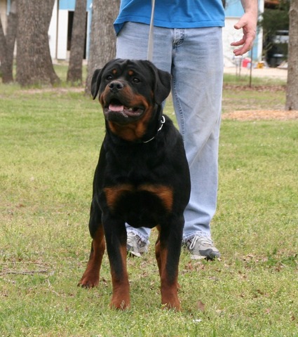 Jaeger von Warterr at 7 months old