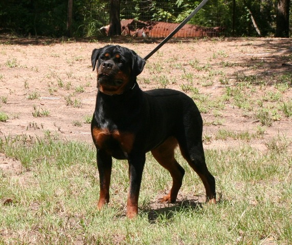 Joy von Warterr at one year old