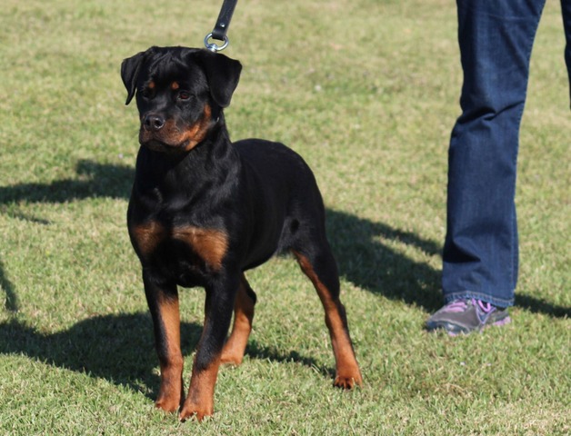 Arla von Warterr aka Jet at 6 months old going VP1