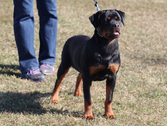 Arla von Warterr aka Jet at 6 months old going VP1