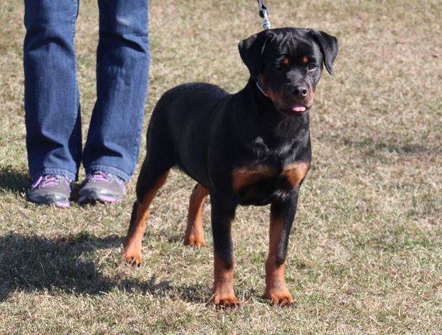 Arla von Warterr aka Jet at 6 months old going VP1