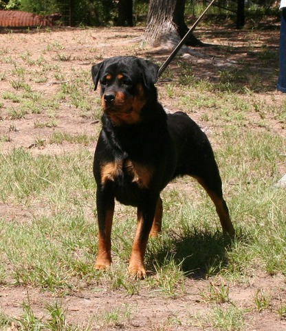 Karli von Warterr at 19 months old