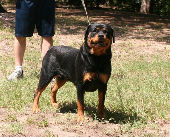 Karli von Warterr at 19 months old