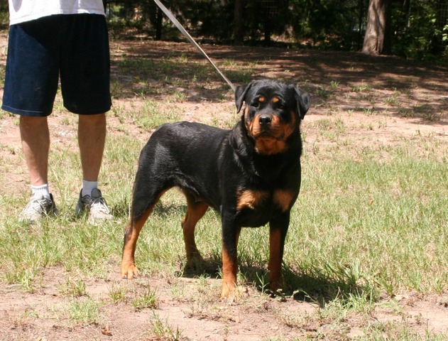 Karli von Warterr at 19 months old