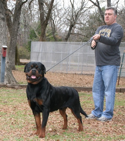 Jennason's Cajun Gunner at 23 months