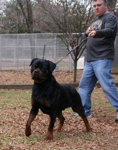 Jennason's Cajun Gunner at 23 months