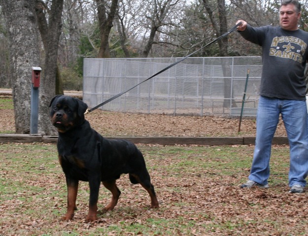 Jennason's Cajun Gunner at 23 months