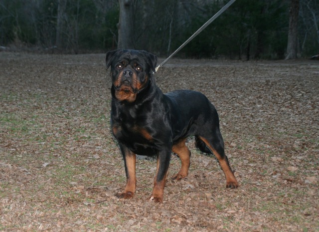 Jennason's Cajun Gee Gee at 23 months