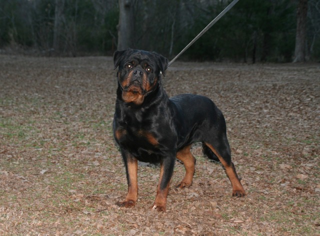 Jennason's Cajun Gee Gee at 23 months