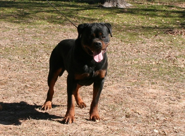 Gunner at 2 years of age.