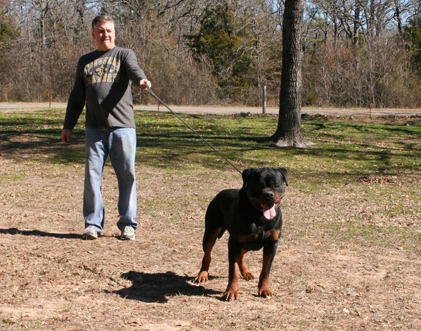 Gunner at 2 years of age.