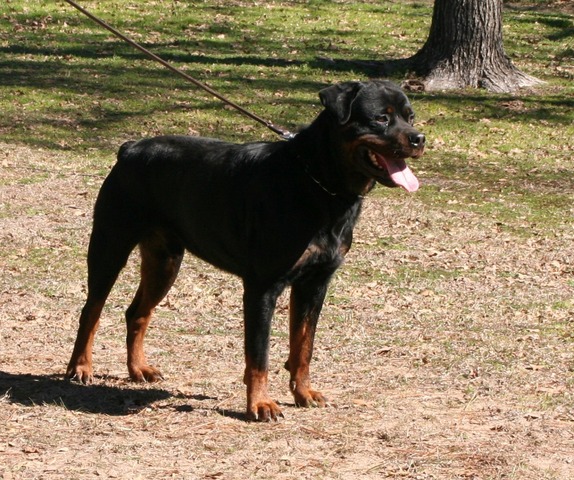 Patton von Warterr at 18 months old