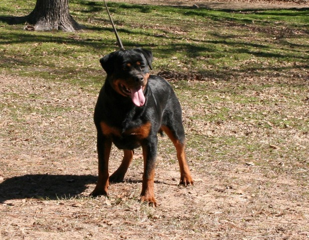 Gretchen von Warterr at 8 months old