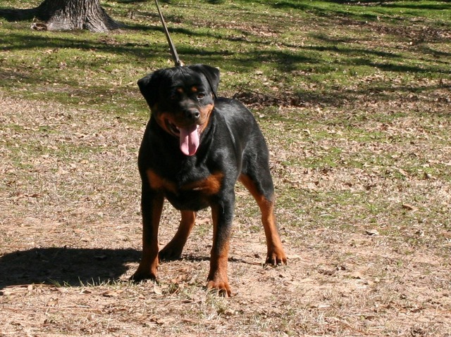 Gretchen von Warterr at 8 months old