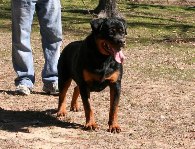 Gretchen von Warterr at 8 months old