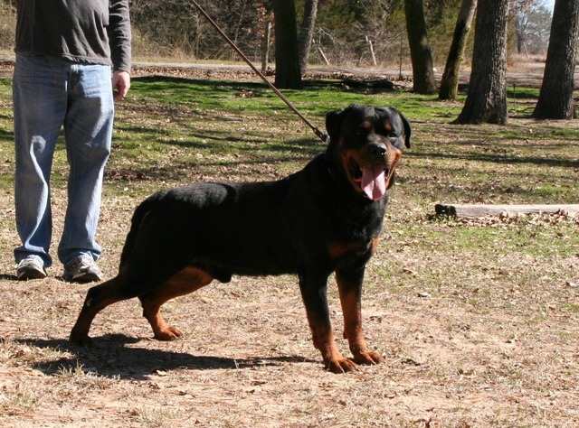 Eyck Schwarz Rott Garde at 6 years old.