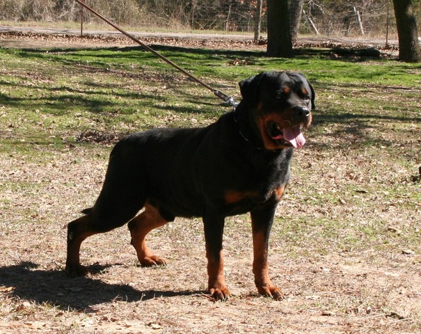 Eyck Schwarz Rott Garde at 6 years old.