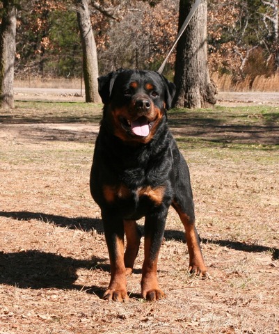 Voodoo Pop Rott aka Judah at 3 years old