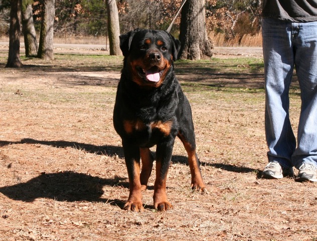 Voodoo Pop Rott aka Judah at 3 years old