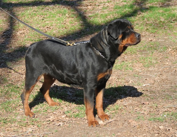 Helga von Warterr at 2 years old