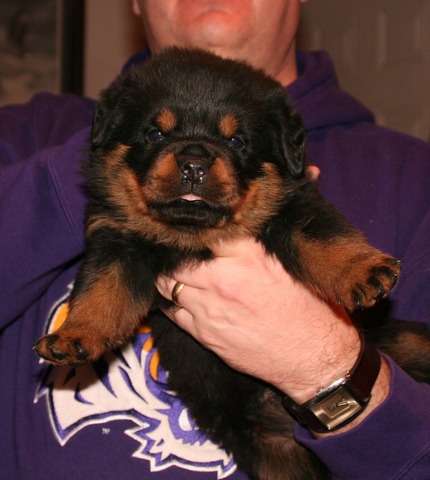 Lexus X Willi Orange and Pink Collar Female at 4 weeks old