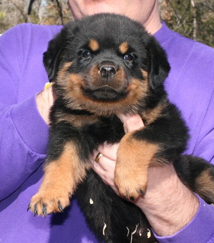 Lexus X Willi Orange and Pink Collar Female at 4 weeks old