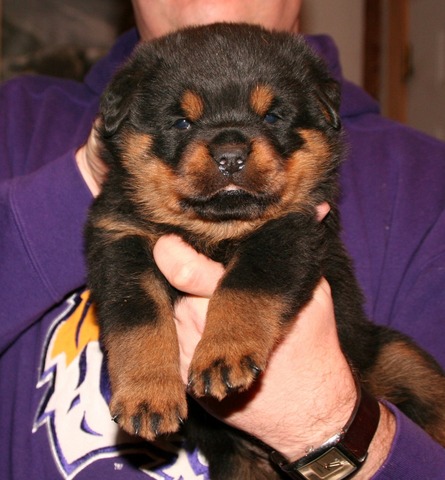 Lexus X Willi Teal and Orange Collar Female at 4 weeks