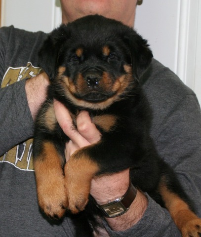 JuJu X Dax Red Collar Female at 7 weeks old