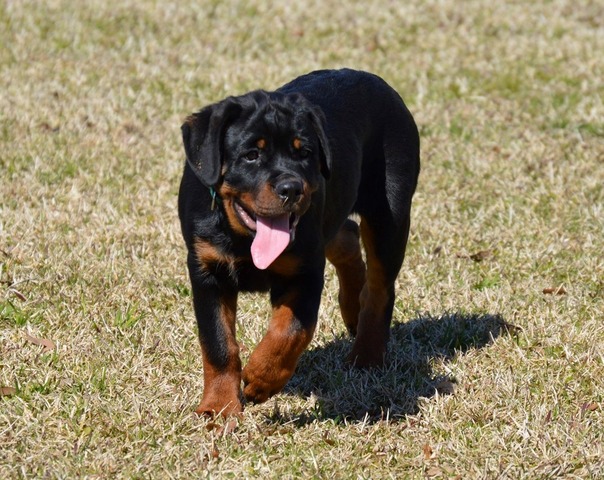 Obsidian von Warterr aka Biscuit at 15 weeks old